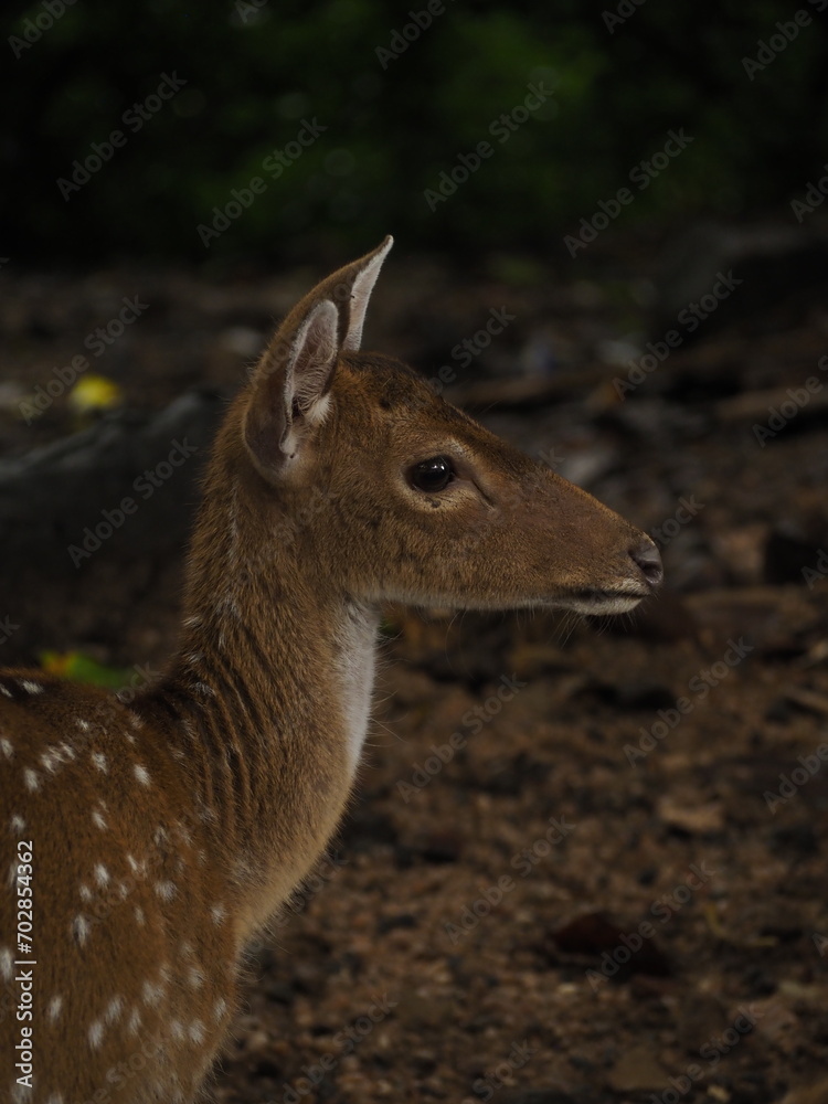 wild deer in sri lanka