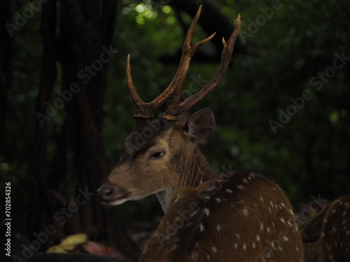 wild deer in sri lanka