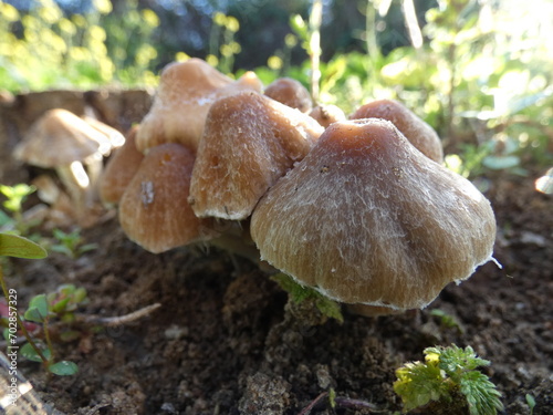 Psathyrella candolleana photo