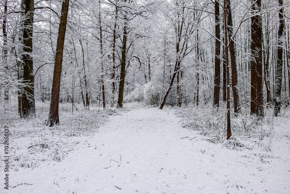 Winter landscape