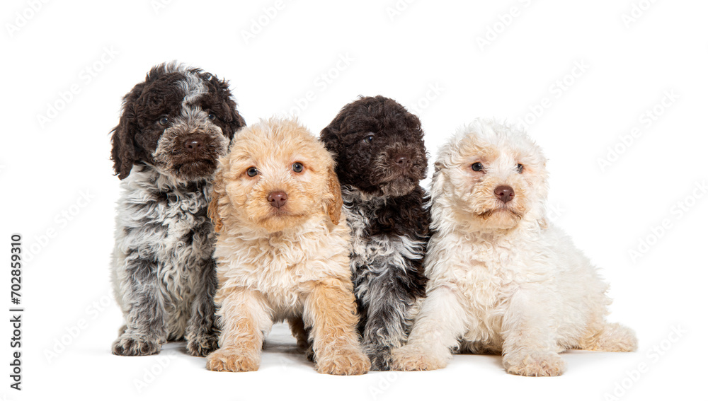 Four three months old Lagotto Romagnolo puppies in a row, isolated on white Four three months old Lagotto Romagnolo puppies in a row, isolated on white