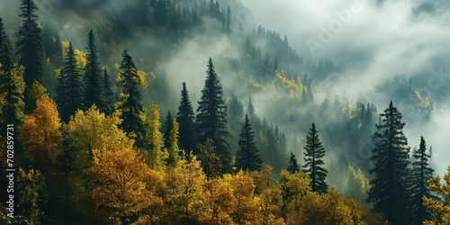 Land filled with pine trees, a lush rainforest shrouded in mist in autumn. photo