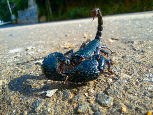 scorpion on the road,in Wattegama Central, Srilanka