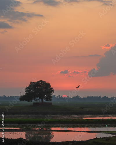 Sunset in the field with a isolated tree and orange color cloudy sky on the above, location: Baniachong, Habiganj, Bangladesh  photo