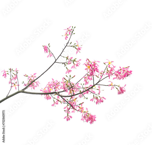 silk floss tree flower isolated on white background photo