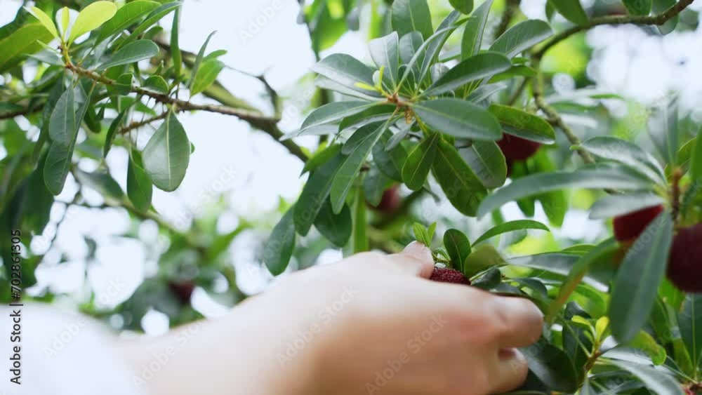 picking red bayberry in field picking red bayberry in field