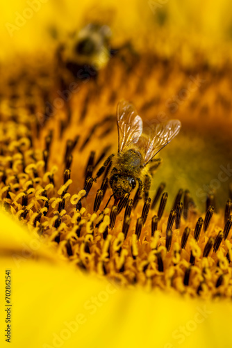 Honey bee sticking his tongue to obtain the nectar