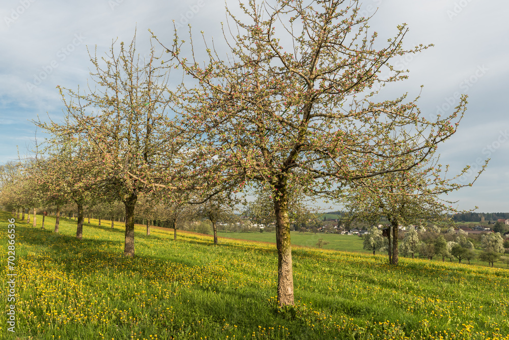 Spring landscape in the canton of Thurgau with blossoming apple trees and dandelion meadow, Switzerland