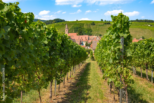 Weinberge im Elsaß