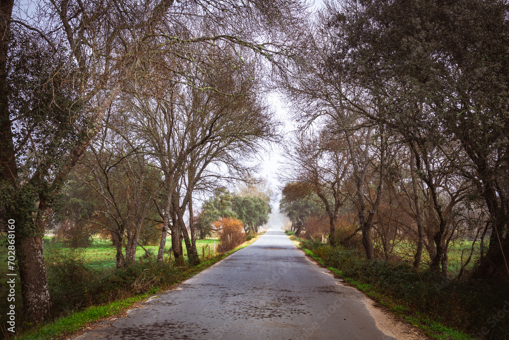 A Romantic Journey on the Lonely Road. A Misty Morning on the Spanish Countryside Road