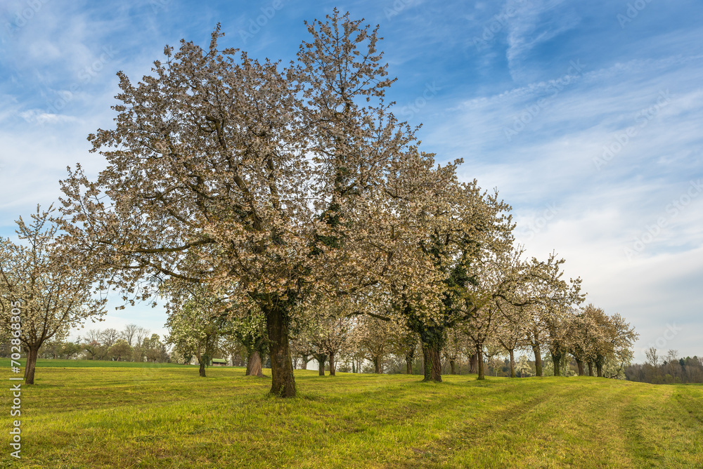 Flowering cherry trees (Prunus avium) on orchard meadow, Roggwil, Canton Thurgau, Switzerland Flowering cherry trees (Prunus avium) on orchard meadow, Roggwil, Canton Thurgau, Switzerland