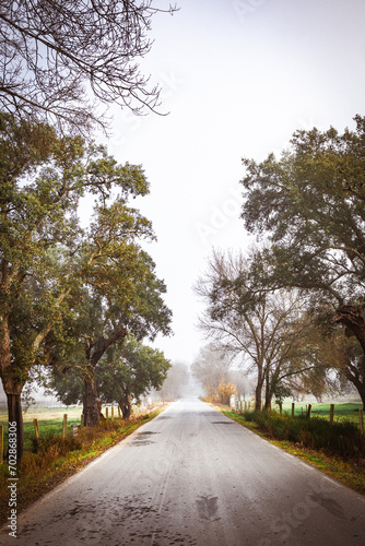 A Romantic Journey on the Lonely Road. A Misty Morning on the Spanish Countryside Road