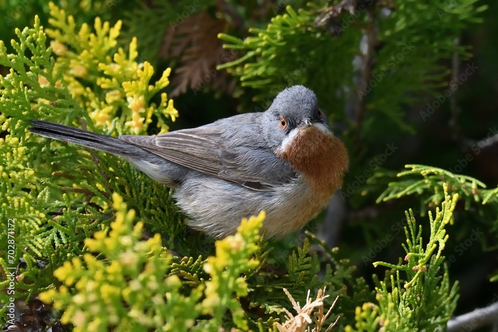 Obraz premium Sterpazzolina comune, Sylvia cantillans