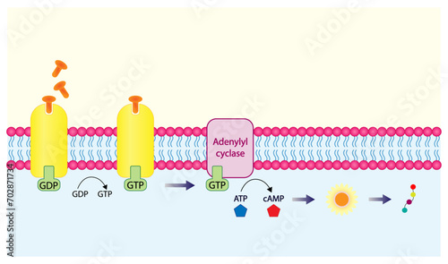 Nonsteroid hormones mechanism of action. The hormone is the first messenger, binds to the receptor and activating a second messenger inside the cell resulting in cellular response. Vector illustration