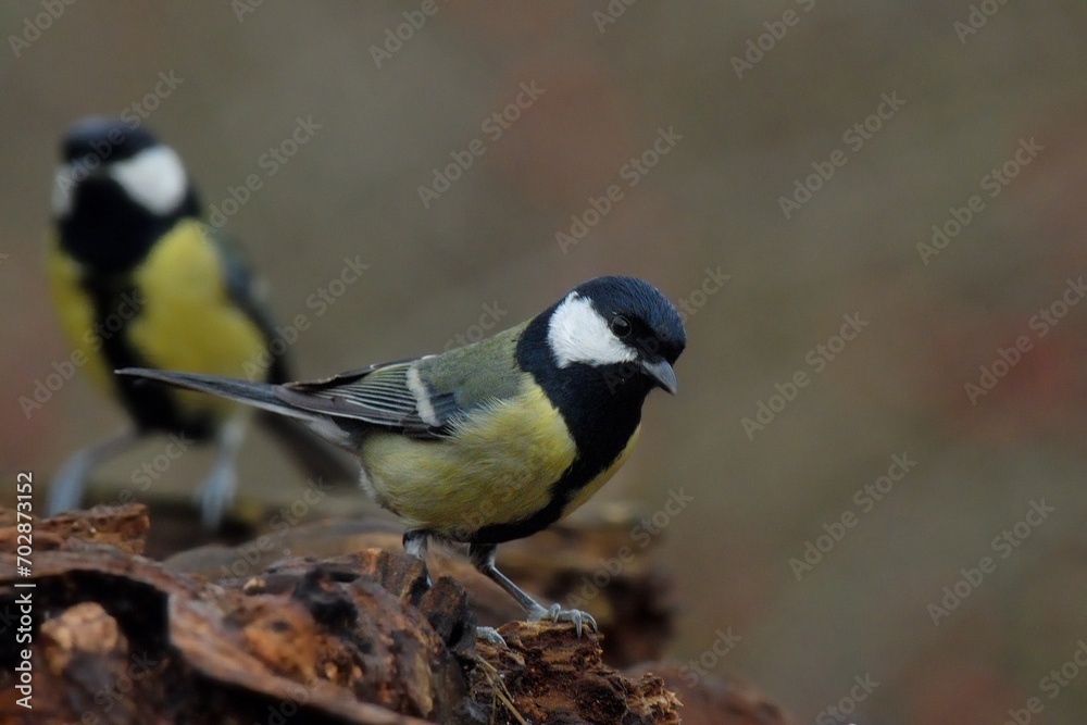 Cinciallegra posata su tronco