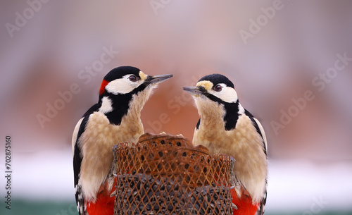 Two red-tailed woodpeckers sit on a feeder opposite each other..