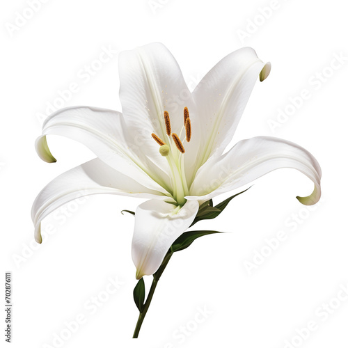 white lily flower, png
