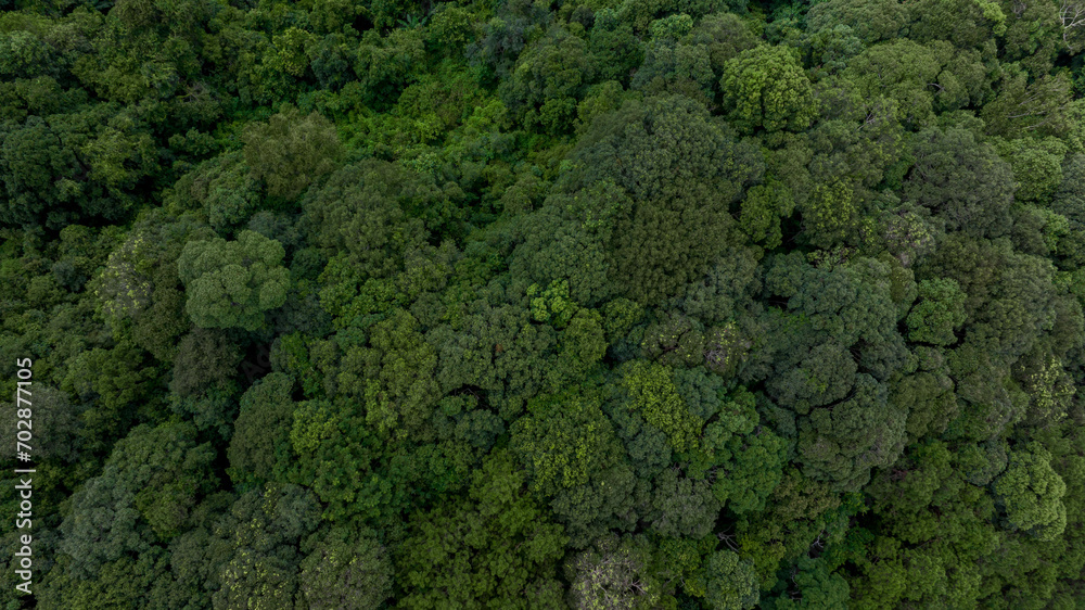 Aerial top view of green forest tree, Tropical rain forest tree ecosystem and healthy environment, Texture and background of green tree forest.