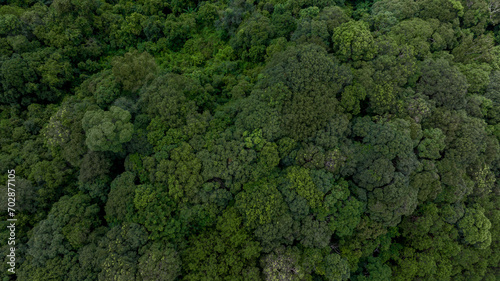 Aerial top view of green forest tree, Tropical rain forest tree ecosystem and healthy environment, Texture and background of green tree forest. © Darunrat