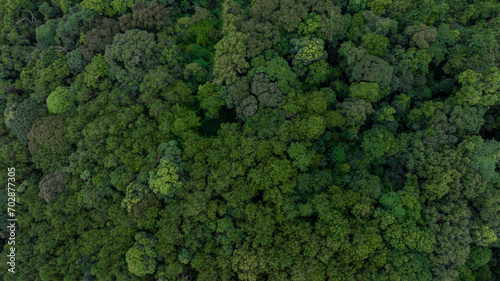 Aerial top view of green forest tree, Tropical rain forest tree ecosystem and healthy environment, Texture and background of green tree forest. © Darunrat