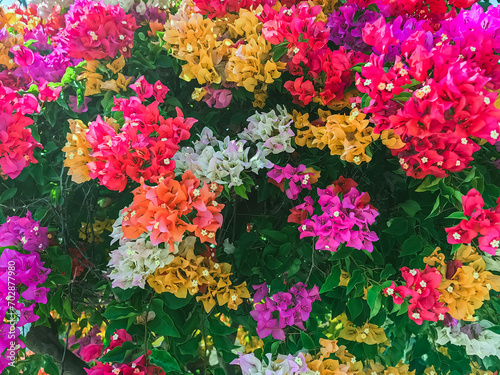 Colorful of Bougainvillea spectabilis (great bougainvillea) flowers. The beautiful multicolored of bougainvillea flowers planted in the garden. Nature background. Bougainvillea flower, Paper flower. © JinnaritT