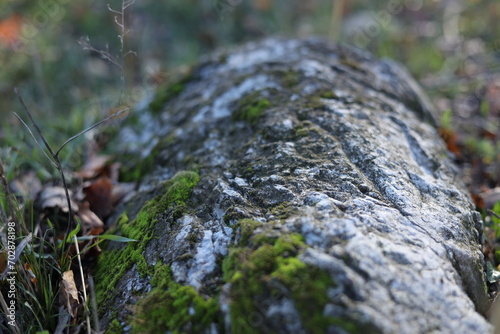 moss on stone