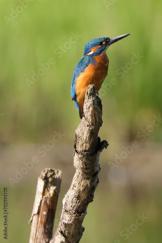 male kingfisher sits on the top of a branch photo