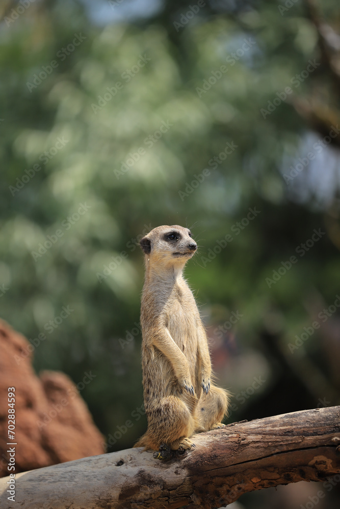 single meerkat on guard single meerkat on guard