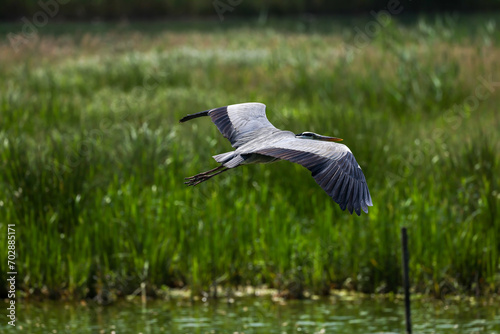 flying grey heron photo