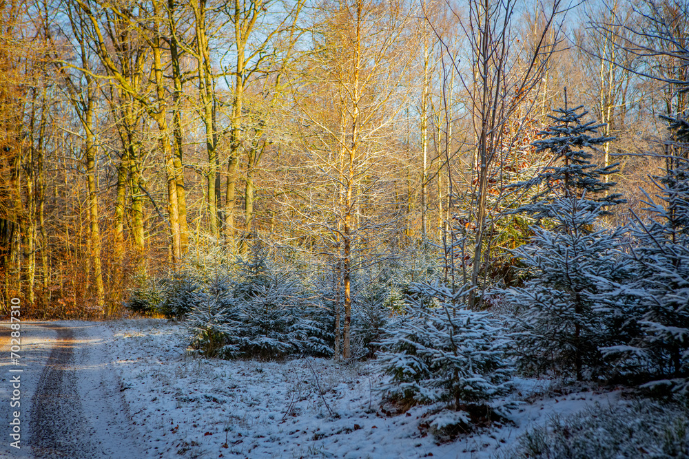 Sun shining through winter in forest in Scania, south Sweden