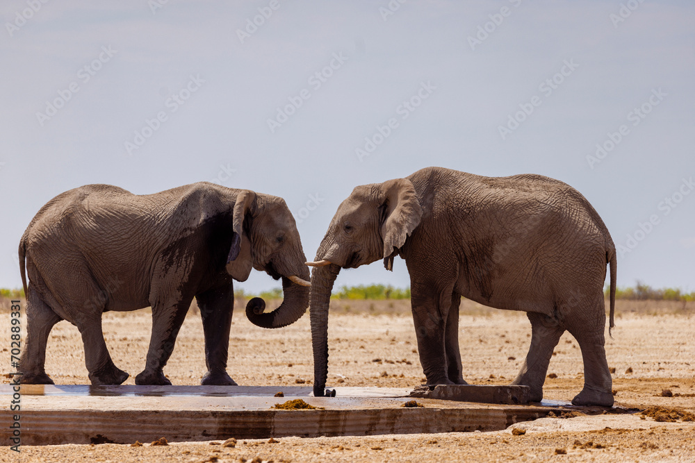 Fototapeta premium Wild African Elephants at waterhole
