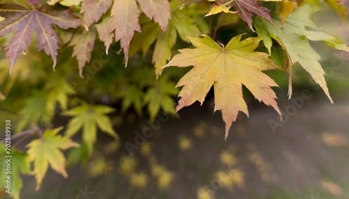 maple leaves background with copy space in autumn