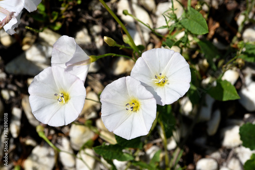 Convolvulus arvensis. Agrum bindweed. Pulchra alba flores in herba. photo