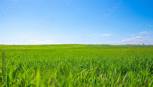 beautiful panoramic natural landscape of a green field with grass against a blue sky with sun spring summer blurred background