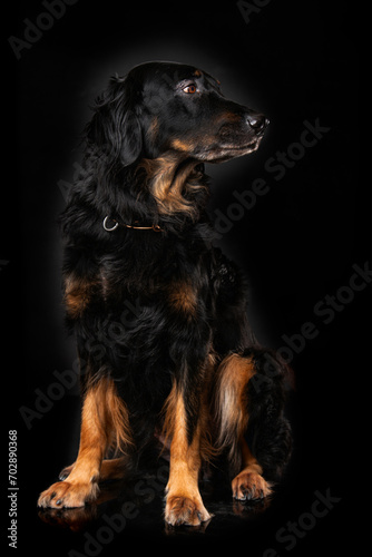 Hovawart dog on black background