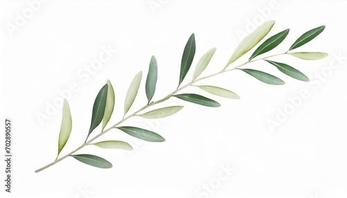 olive branch with leaves white background