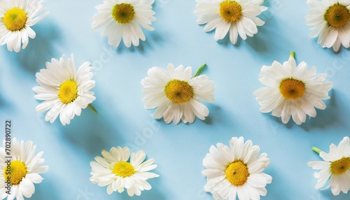 daisy pattern flat lay spring and summer chamomile flowers on a blue background repetition concept top view © William