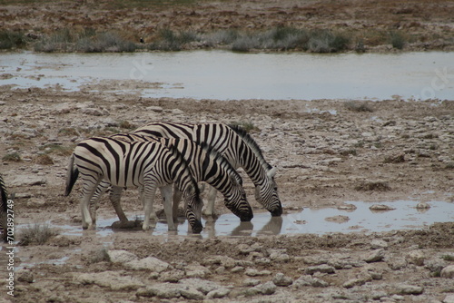 Zebras at a watering hole in Etosha National Park, Namibia.