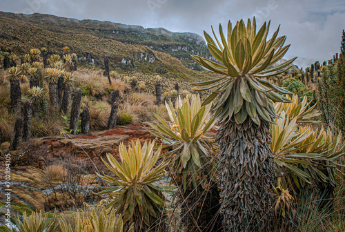 Frailejon landscape in the colombian paramo or moorland, hotsprings in Murillo, Tolima, Colombia near Nevado del Ruiz. Mountains, water and espeletias photo
