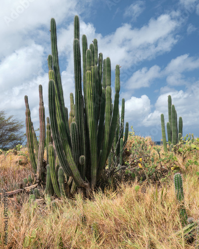 A natural scene from near the coast in Aruba. A nice background image with cactus, dried grasses, and a partly cloudy blue sky