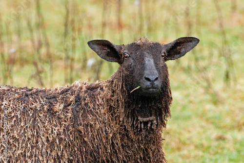 Full on Masham Sheep Stare. photo