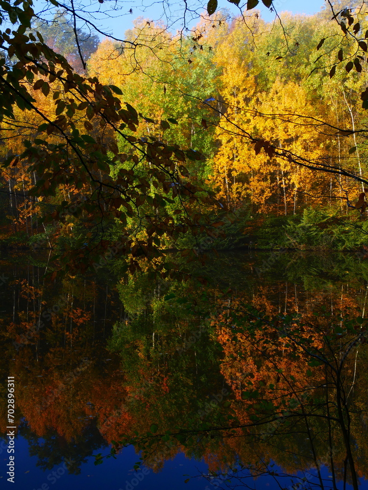 Mysterious foggy forest with reflexion on a watter surface during autumn day Mysterious foggy forest with reflexion on a watter surface during autumn day