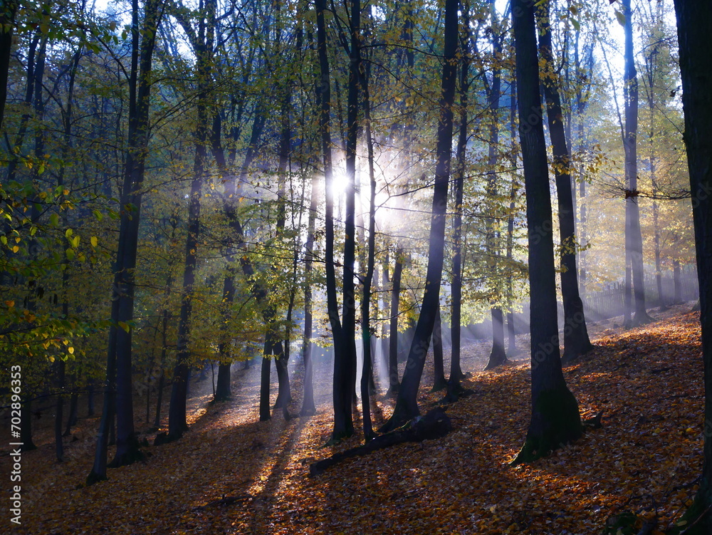 Mysterious foggy forest during autumn day Mysterious foggy forest during autumn day