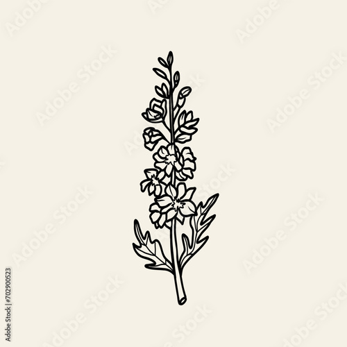 Line art delphinium or larkspur illustration photo