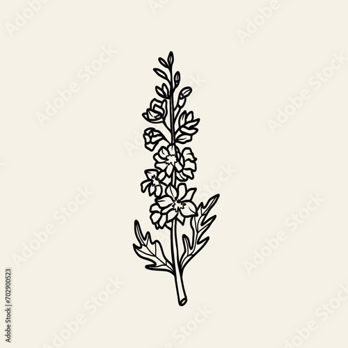 Line art delphinium or larkspur illustration