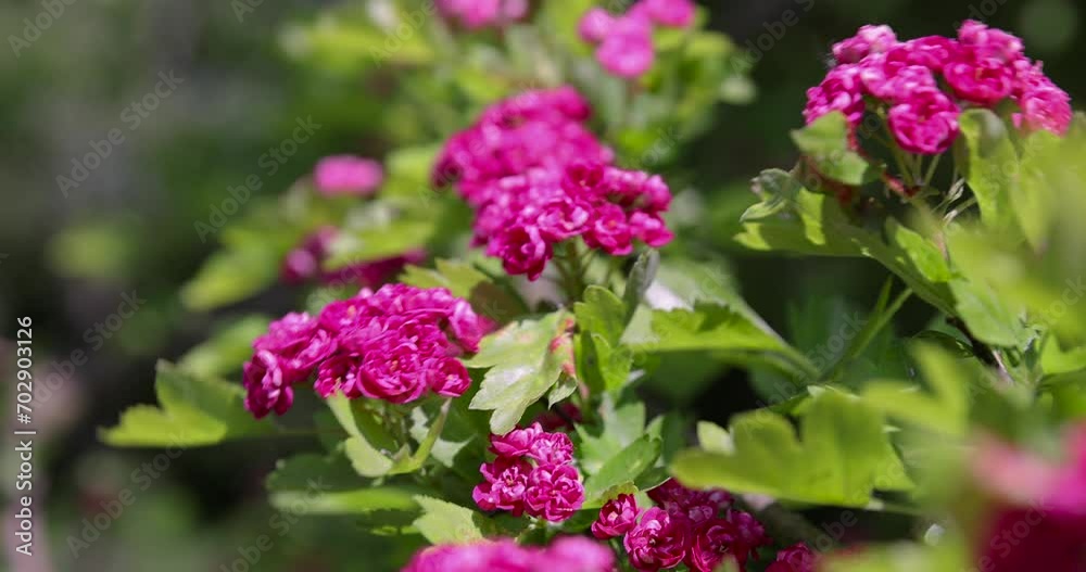 trees during spring flowering , red flowers during flowering in spring park trees during spring flowering , red flowers during flowering in spring park