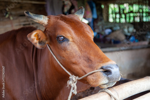 portrait of a brown cow © Dinh Nguyen
