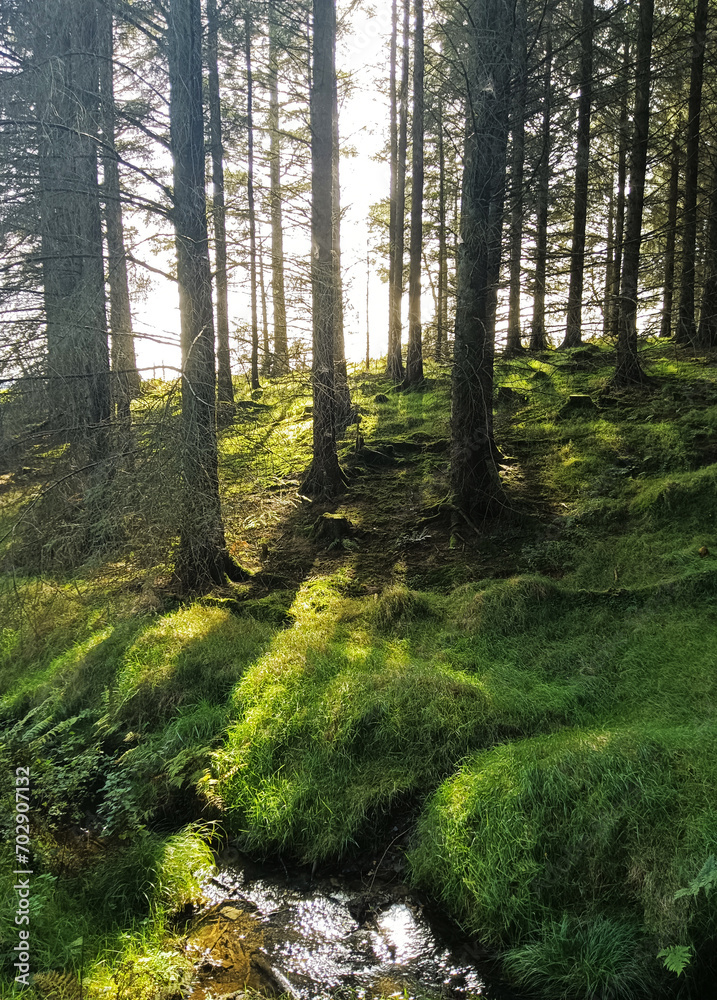 The sun's rays shine through the crowns of trees in a pine forest. The sun's rays shine through the crowns of trees in a pine forest.