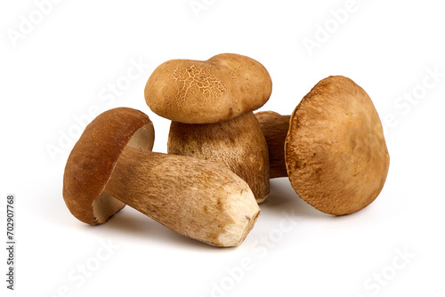 Boletus mushrooms, Porcini Mushroom, Forest, Edible Mushroom, isolated on white background.