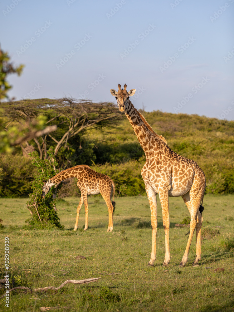 A tower of Masai giraffe (Giraffa tippelskirchi or Giraffa camelopardalis tippelskirchi), Mara Naboisho Conservancy, Kenya.